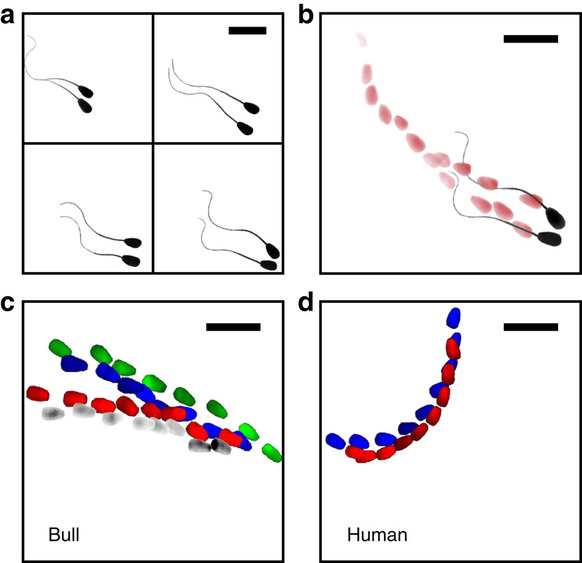 Two-dimensional slither swimming of sperm within a micrometre of a ...