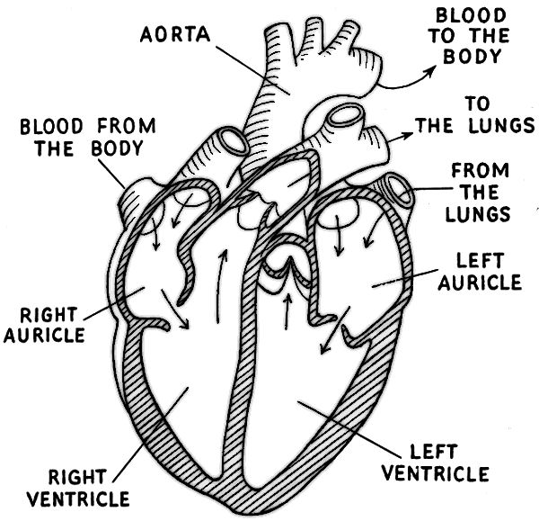 anatomical heart