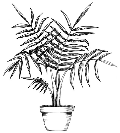 How to Draw a Palm - HowStuffWorks