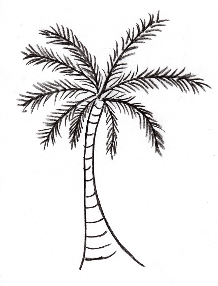 Beach And Palm Tree Pictures