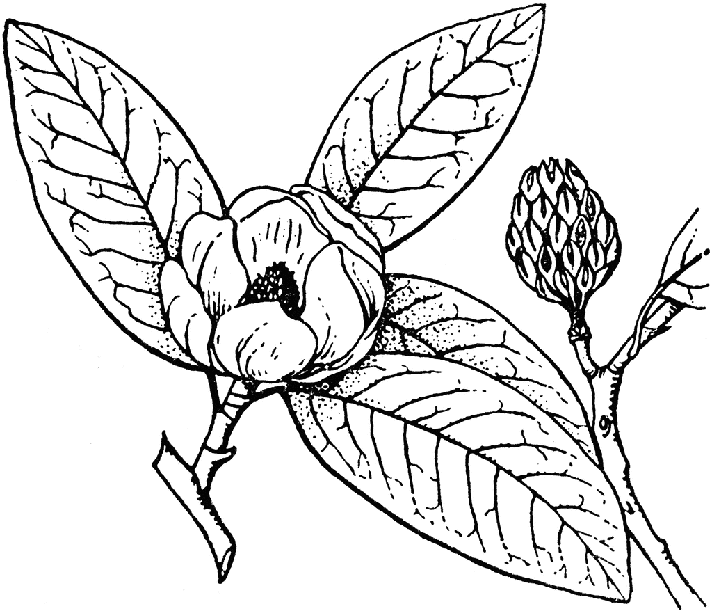 Magnolia Clipart | Free Download Clip Art | Free Clip Art | on ...