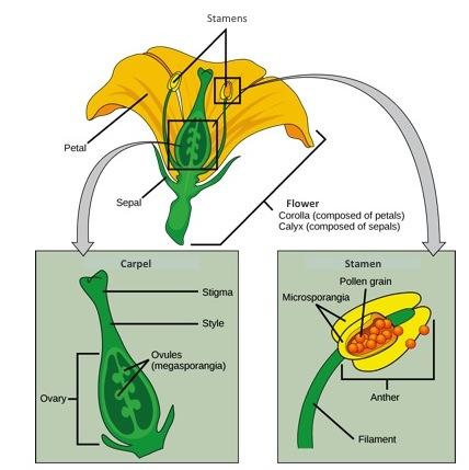 Angiosperms