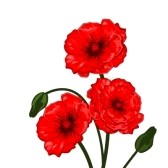 Red Poppy Flower Clipart