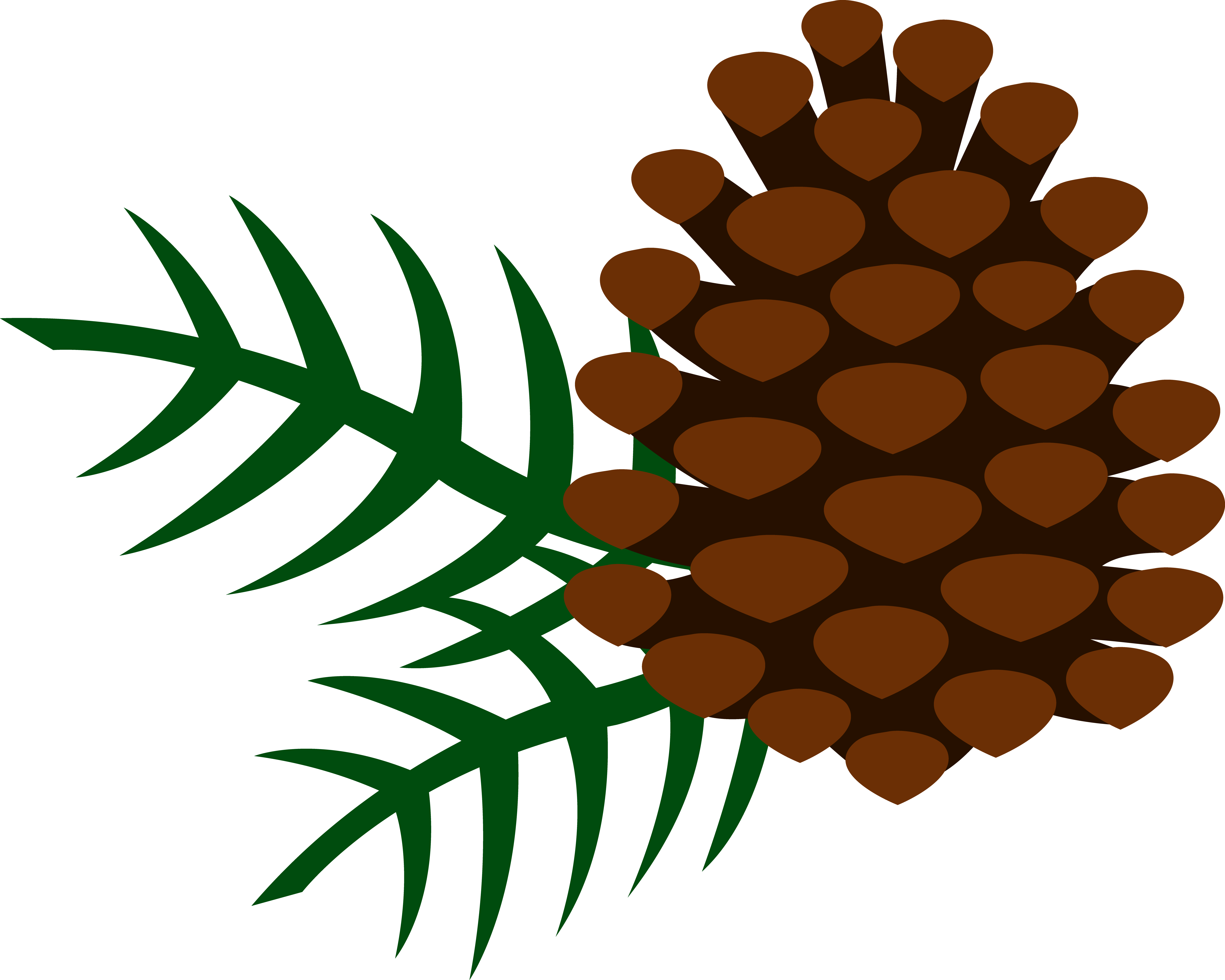 Pine tree branch clipart