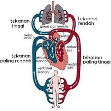 Macam-macam Sistem Peredaran Darah Manusia | Budisma