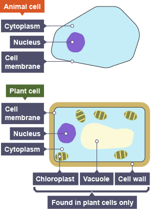 Bacterium Cell Gcse Bbc - ClipArt Best