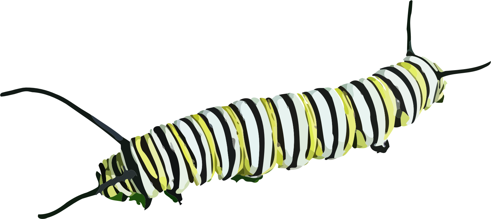 Caterpillar PNG Transparent Images | PNG All