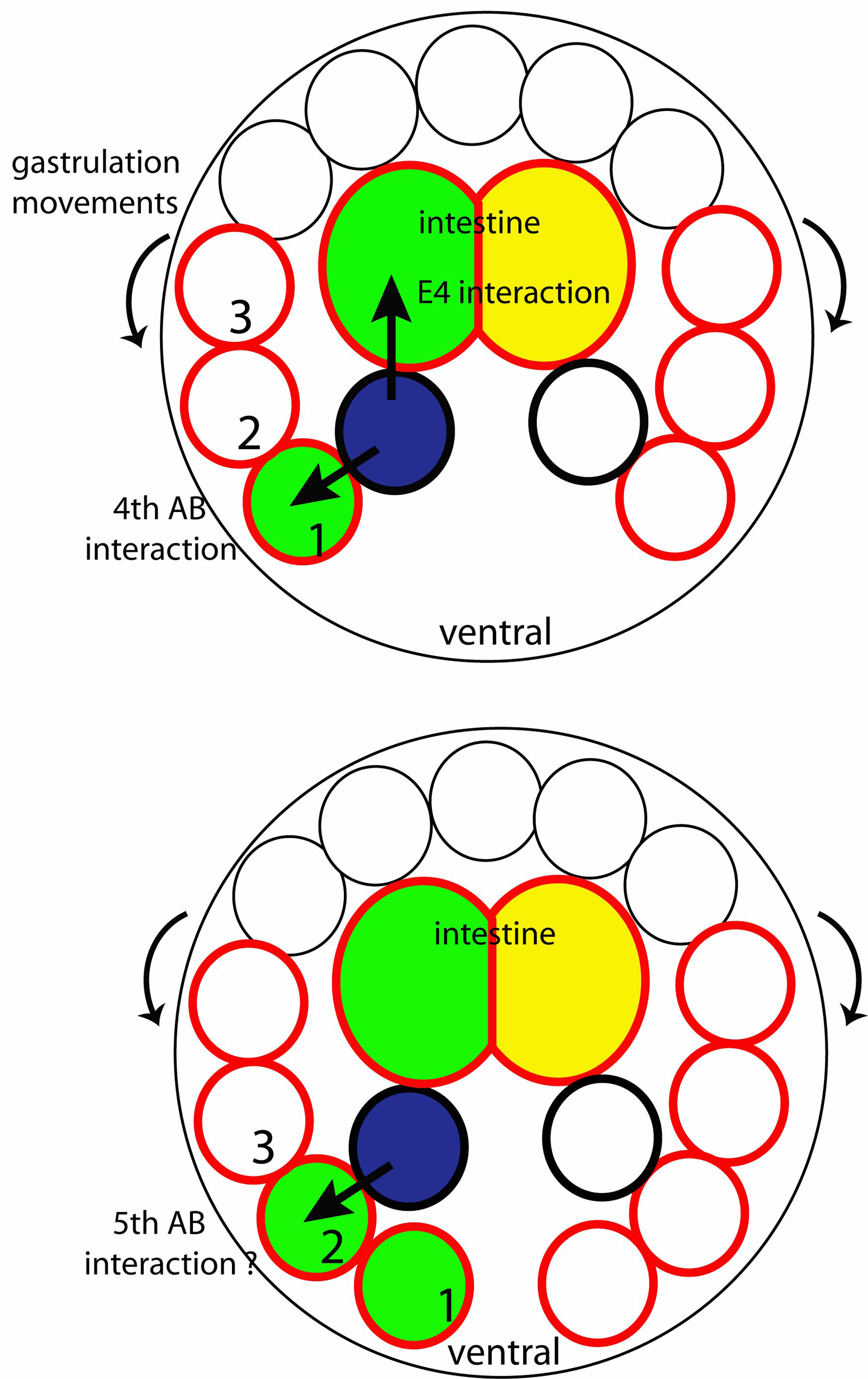 Neuron Diagram Labeled - ClipArt Best