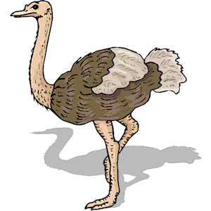 Ostrich 12 clipart, cliparts of Ostrich 12 free download (wmf, eps ...