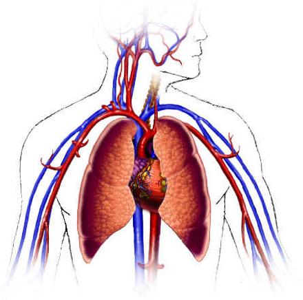 Cardiovascular System Diagram Empty - ClipArt Best