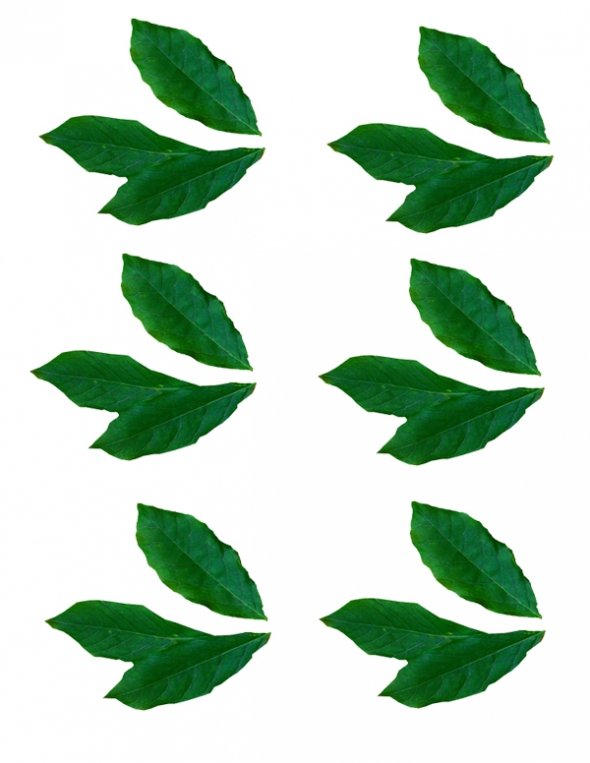 Jungle Leaf Clipart