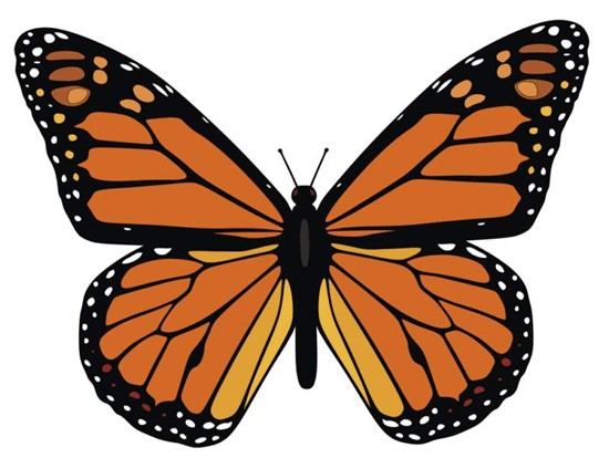 Monarch Butterflies - Hannah's Planet