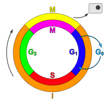 An Introduction to Molecular Biology/Cell Cycle - Wikibooks, open ...