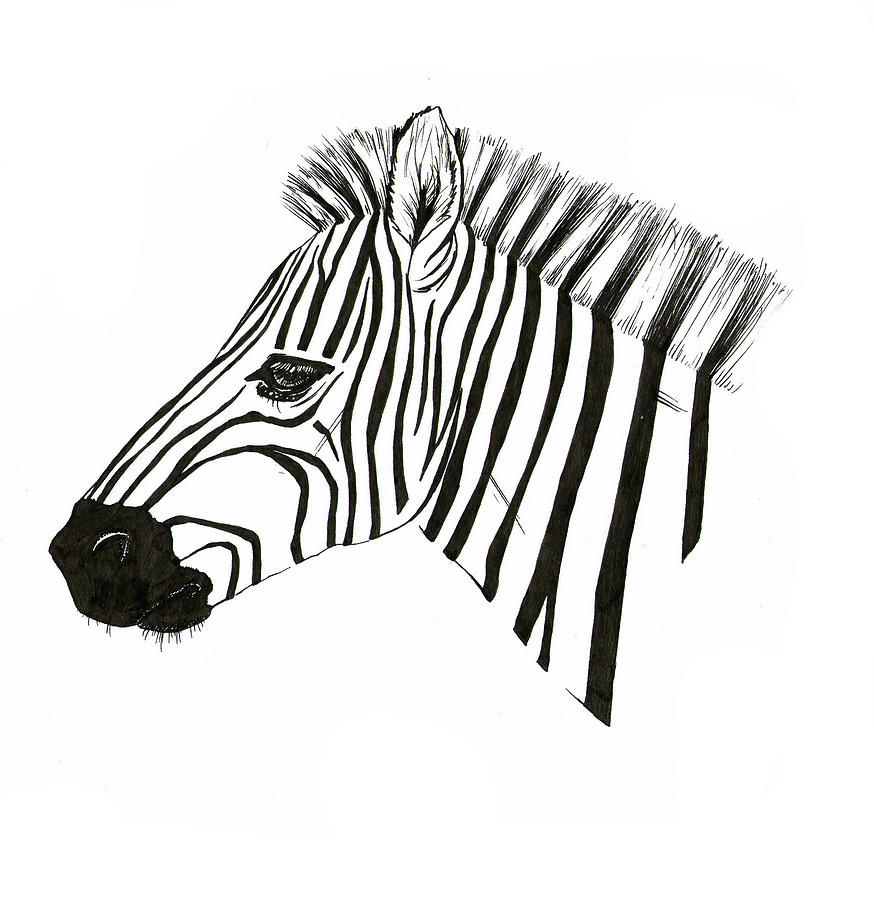 Zebra Drawing by Fliss Ellis