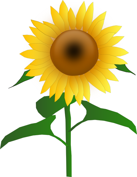 Cartoon Sunflower Pictures