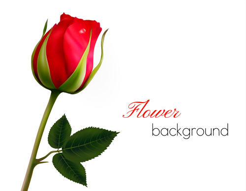 Rose with blank background vector graphics - Vector Background ...