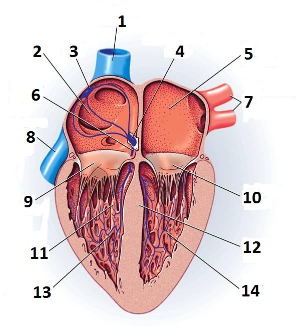 Unlabeled Heart Diagram