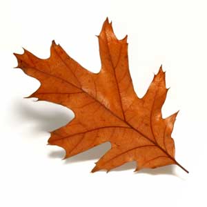 Picture Of Oak Leaf