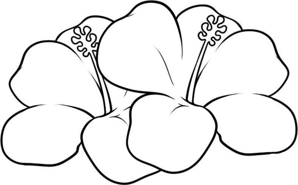 Hawaiian Flower Coloring Pages - Flower Coloring pages of ...
