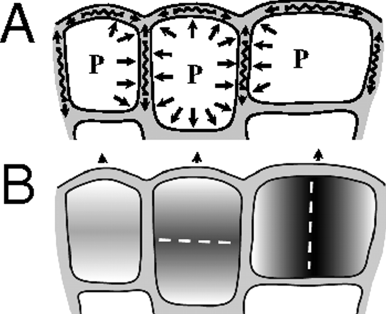 Coordination of plant cell division and expansion in a simple ...