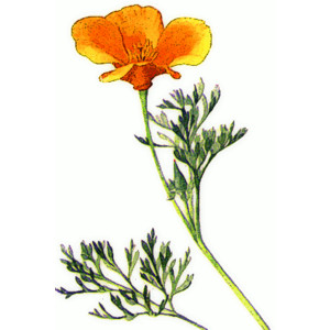 Golden Poppy, from F to L page, public domain clip art image ...