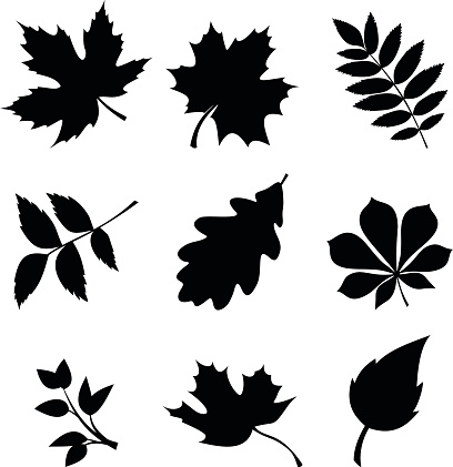 Leaf Clip Art, Vector Images & Illustrations