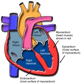 Kids Korner: All About Heart : NCHPAD - Building Healthy Inclusive ...