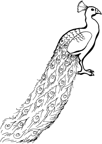 Peacock with tail down coloring page | Free Printable Coloring Pages