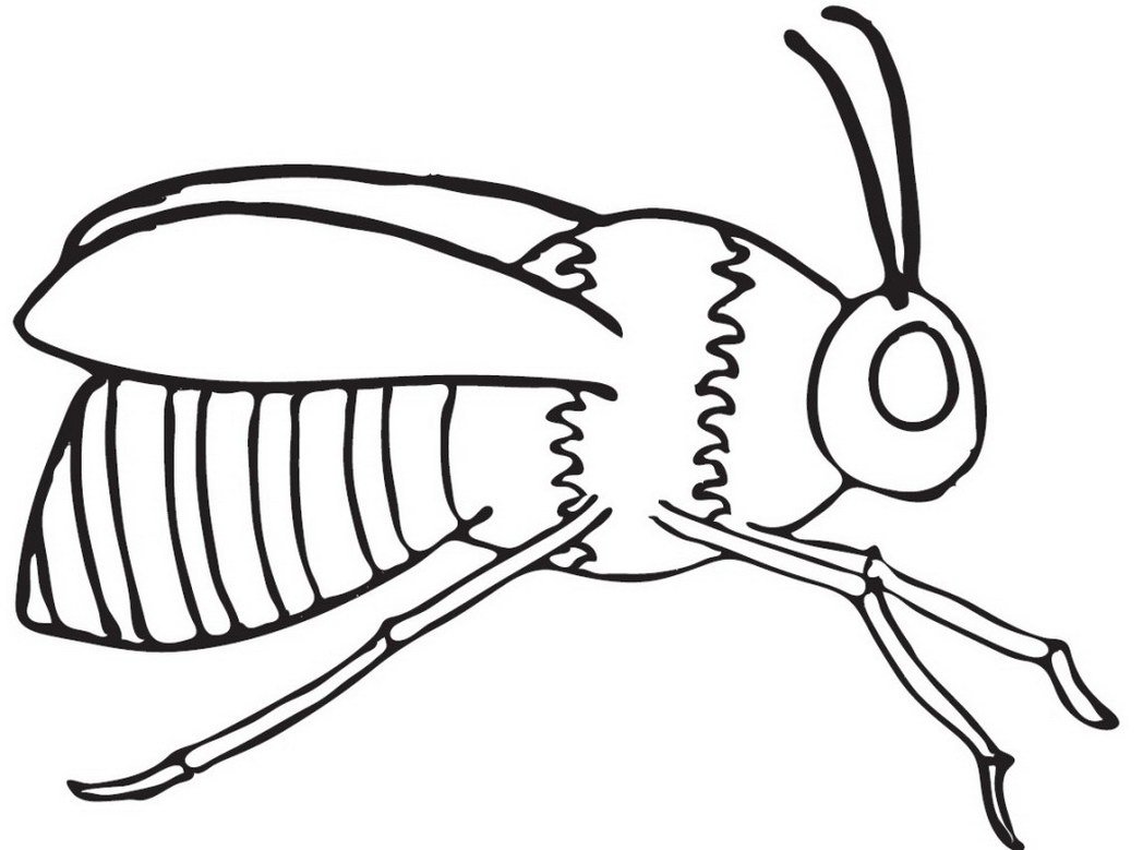 Bee Coloring Sheets. honey bee coloring pages for kids coloring ...