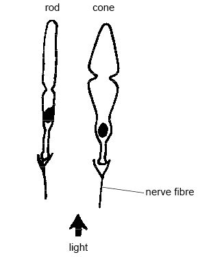 Anatomy and Physiology of Animals/The Senses - Wikibooks, open ...