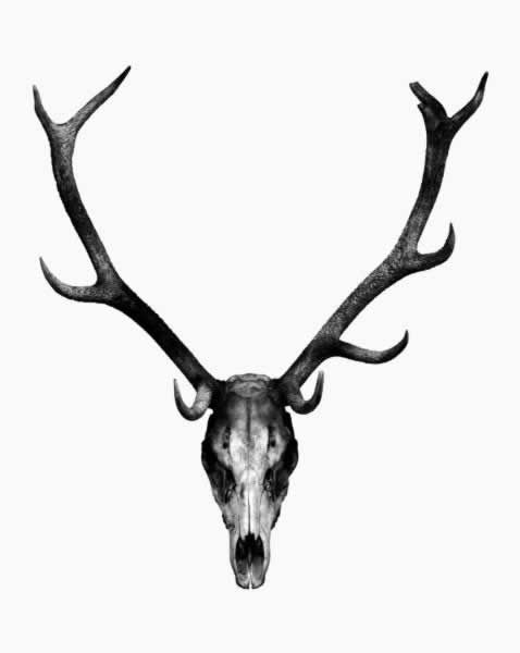 Deer Skull Drawing | Deer Skull ...