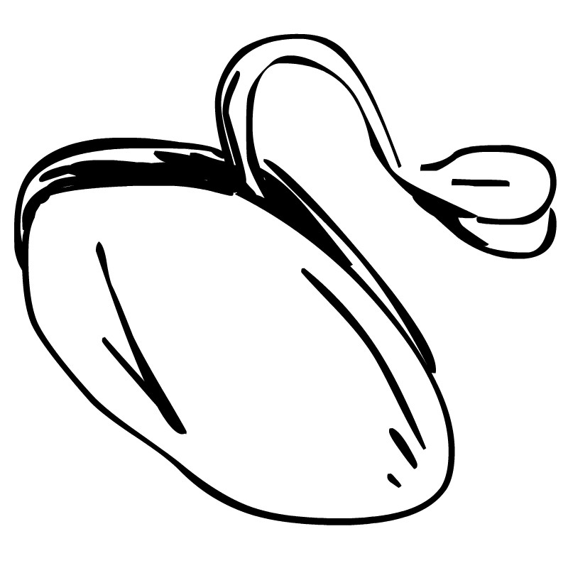 Seed Clipart