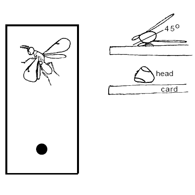 Specimen Preparation