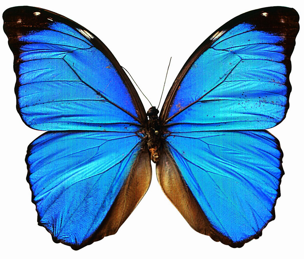 Free Butterfly Pics - ClipArt Best