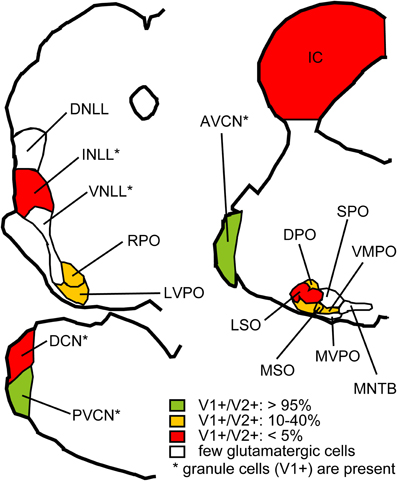 Frontiers | The basic circuit of the IC: tectothalamic neurons ...