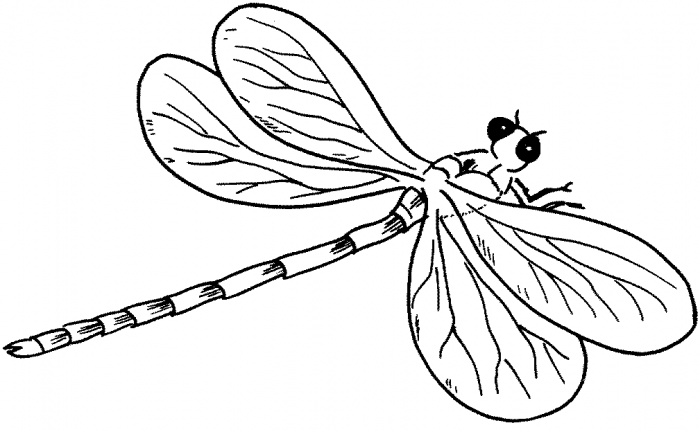 Dragonfly Outline