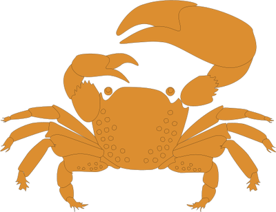 Scylla serrata (Mud Crab) - Crustaceans - Vector Illustration ...