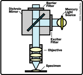 light-microscope-diagram-1.gif
