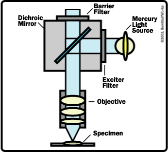 HowStuffWorks "How Light Microscopes Work"