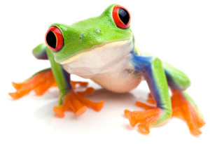 All About Red Eyed Tree Frog Care