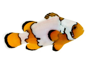 Saltwater Aquarium Clownfish|Captive Bred Clownfish|Designer Clownfish