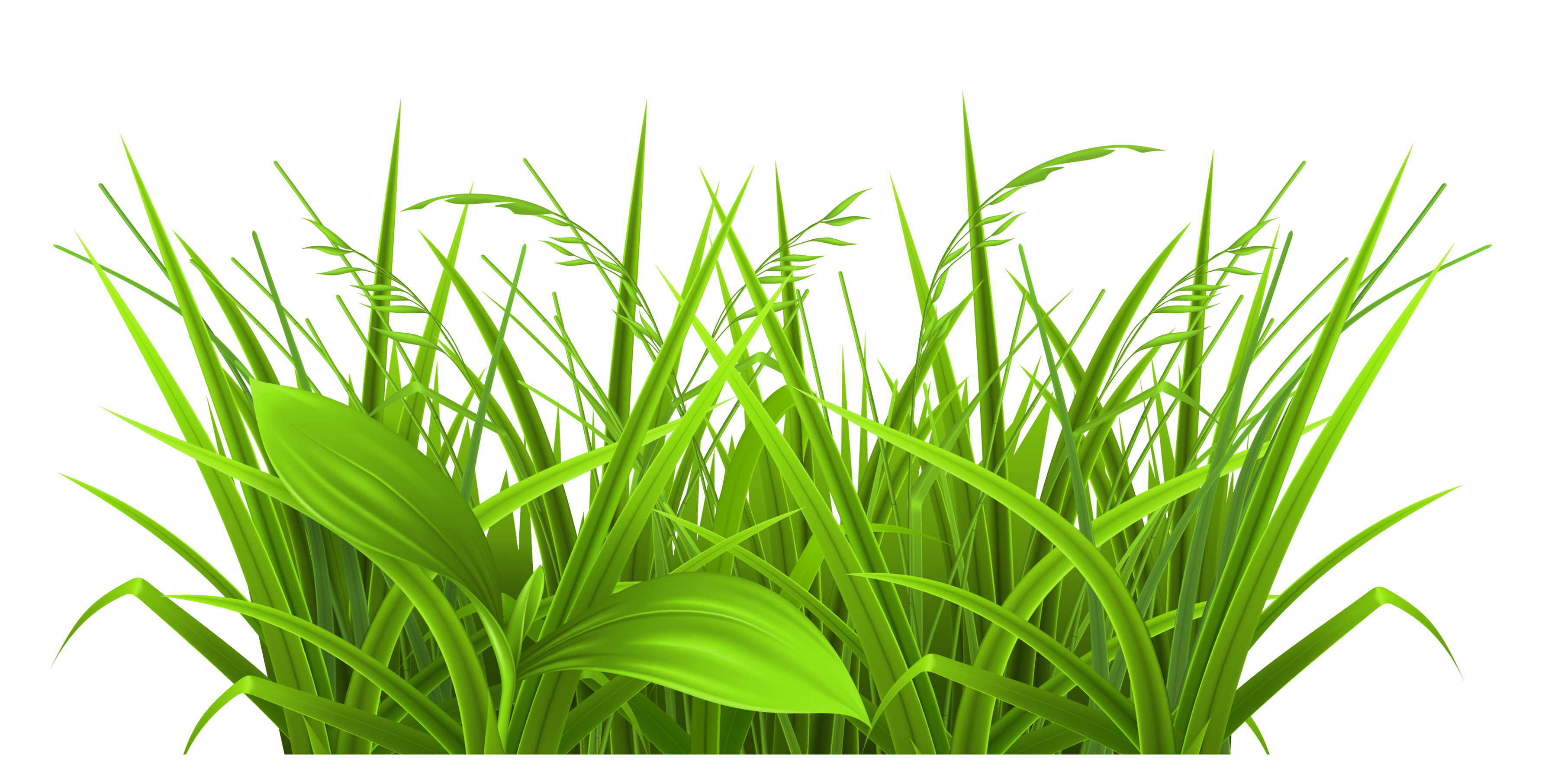 Grass clipart png