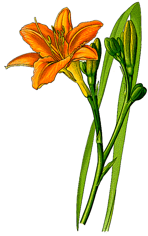 Lily Clip Art Download - Page 2