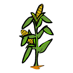 Corn stalks clipart