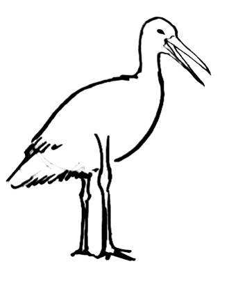 How to draw a Stork