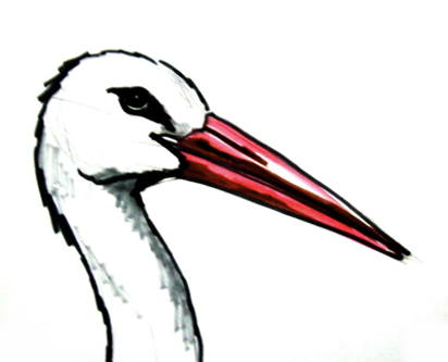 How to draw a Stork