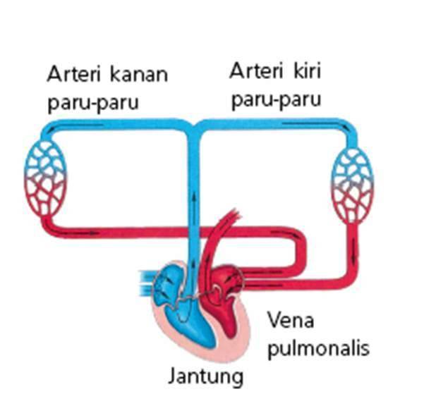 Sistem Peredaran Darah Kecil dan Sistem Peredaran Darah Besar ...