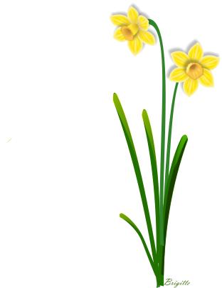 Clipart Daffodil by Brigitte