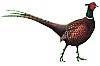 free-pheasant-clip-art.jpg