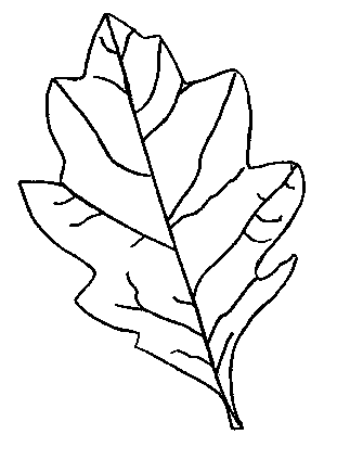 Free Coloring Pages - Autumn Leaves for Kids to Color - New ...